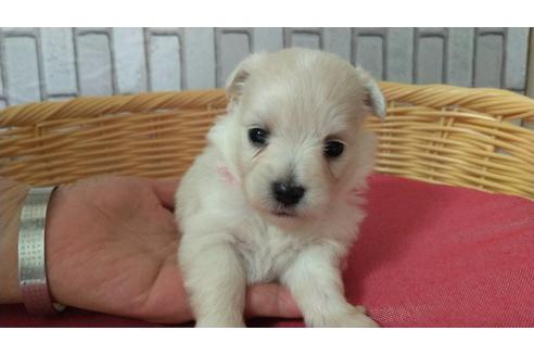 成約済の岡山県のミックス犬-139379の9枚目